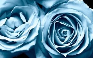 Blue Roses, top view of flowers