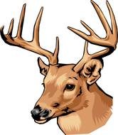 nice Deer Head drawing