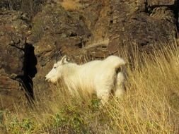 nice white goat in the wildlife