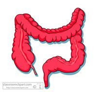 Large Intestine N4