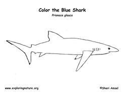 Shark Coloring Pages