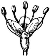 Clipart of Hee Haw