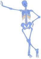 Human Skeleton blue drawing
