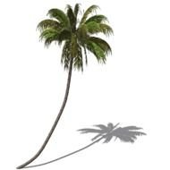 Swaying Palm Tree