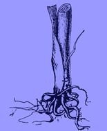 plant roots on a blue background in a graphic representation