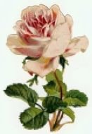 Vintage Rose Clip Art drawing