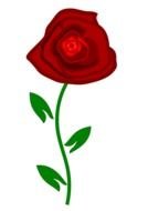 drawn red rose on the white background