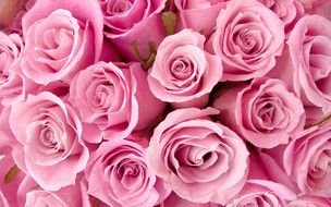 Clip art of Pink Roses