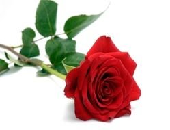 Single Red Rose N3