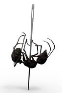 Ä°llustration of Dead Ant on a needle