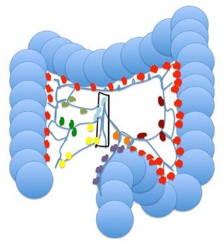Lymph Node