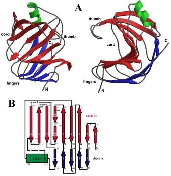 Large Intestine Clip Art