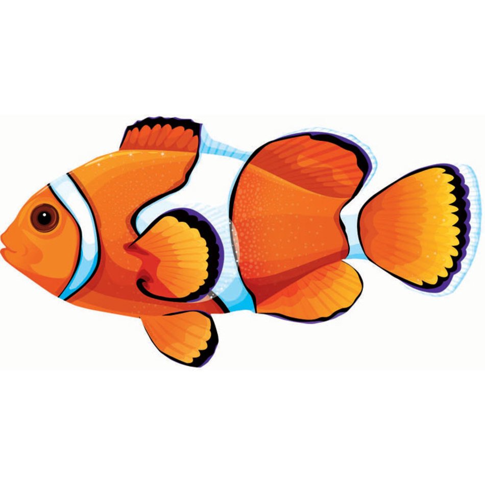 Clown Fish N3