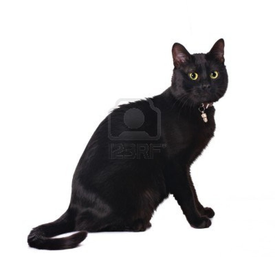 İllustration of Cute Black Cat