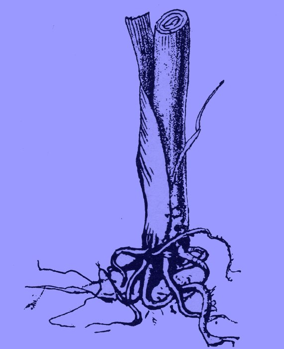 plant roots on a blue background in a graphic representation