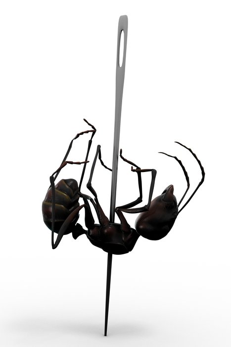 İllustration of Dead Ant on a needle