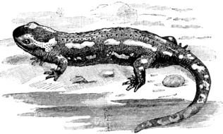 Spotted Salamander on ground, drawing, black and white