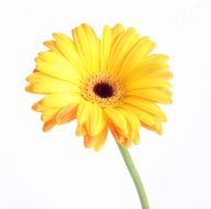 Flowers For Light Yellow Gerbera drawing