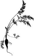 black silhouette of a carrot