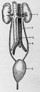 Kidney Clip Art drawing