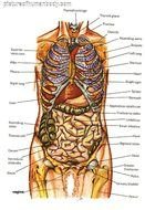Human Body Organs Diagram drawing