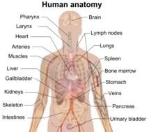 Human Anatomy Internal Organs Diagram