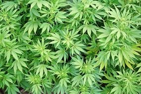 marijuana bush with green leaves