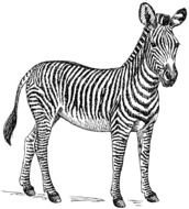 Zebra Clip Art drawing