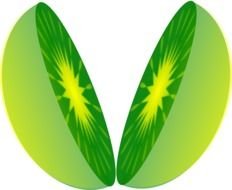Cut Apple Clip Art Free