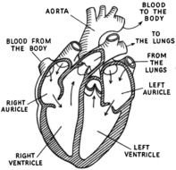 Simple Heart Diagram Labeled