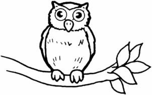 painted owl on a branch in a coloring book