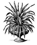 Agave Clip Art N5