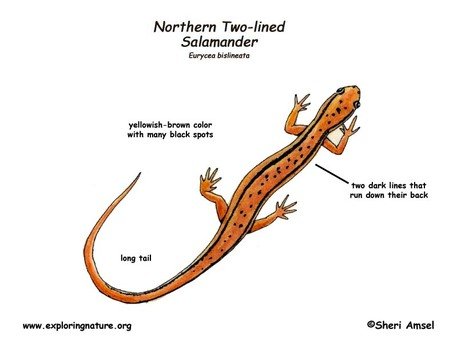 Salamander Life Cycle Diagram