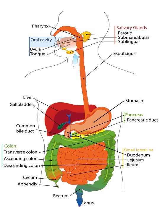 Salivary Glands drawing