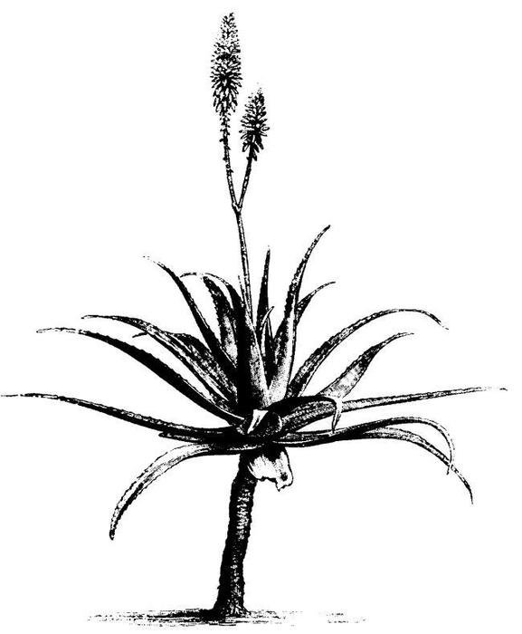 Aloe Vera Clip Art N2