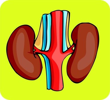 Happy Kidney Clip Art N2