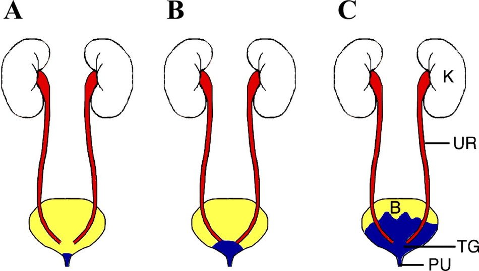 human Kidneys, Diagram