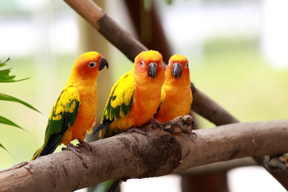 Picture of Sun Conure Birds