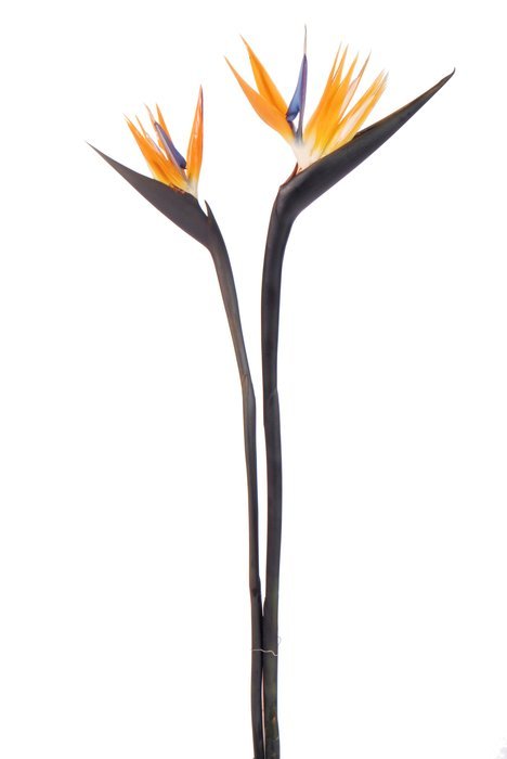 painting of Bird Of Paradise Flower
