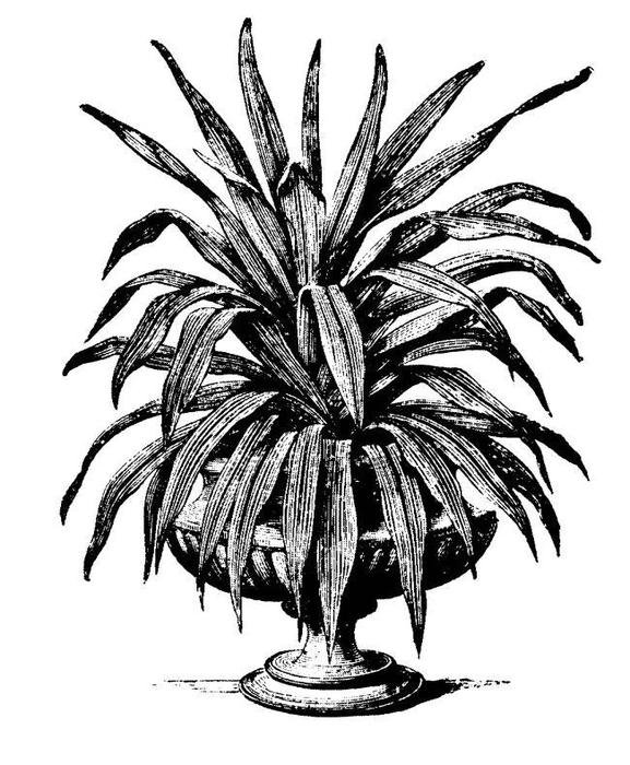 Agave Clip Art N5