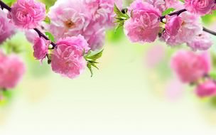 pink flowering branches as a picture for clipart