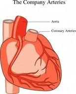 Medical Heart Clip Art N3