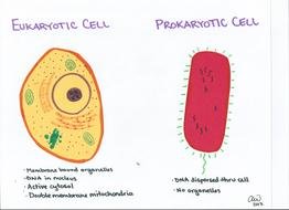 Prokaryotic and eukaryotic cells with description