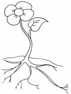 flower with root system as a sketch