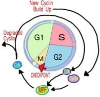 Simple Cell Cycle Diagram N2