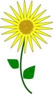 sunny flower on a white background