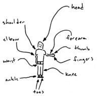 Cartoon Body Parts