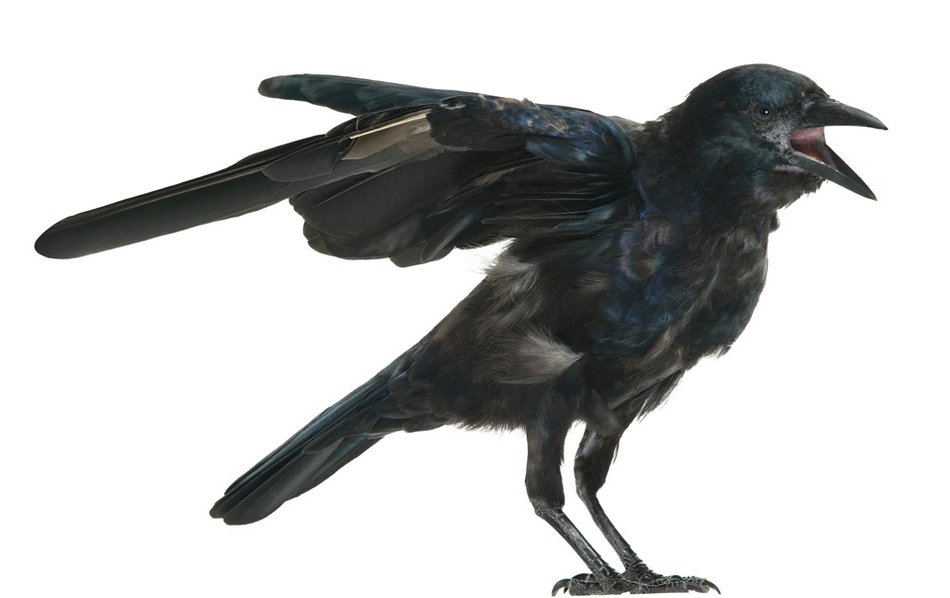 image of a raven on a white background