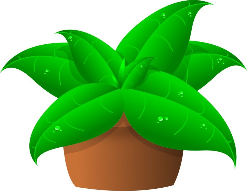 picture of a green plant in a pot