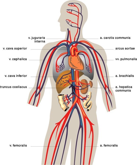 Human vein diagram on white background